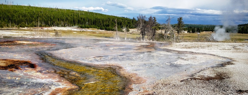 Bisons, Geysers and Bears! Oh My!
